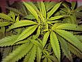 Click image for larger version

Name:	zinc-deficiency-cannabis.jpg
Views:	200
Size:	317.6 KB
ID:	495721