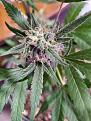 Click image for larger version

Name:	Bud Pic.jpg
Views:	255
Size:	2.97 MB
ID:	495995