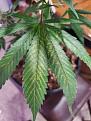Click image for larger version

Name:	fading leaf.jpg
Views:	206
Size:	2.63 MB
ID:	495996