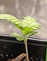Click image for larger version

Name:	strawberry cough.jpg
Views:	325
Size:	195.1 KB
ID:	498254