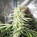 Click image for larger version

Name:	IMG_1828.JPG
Views:	311
Size:	2.28 MB
ID:	498507