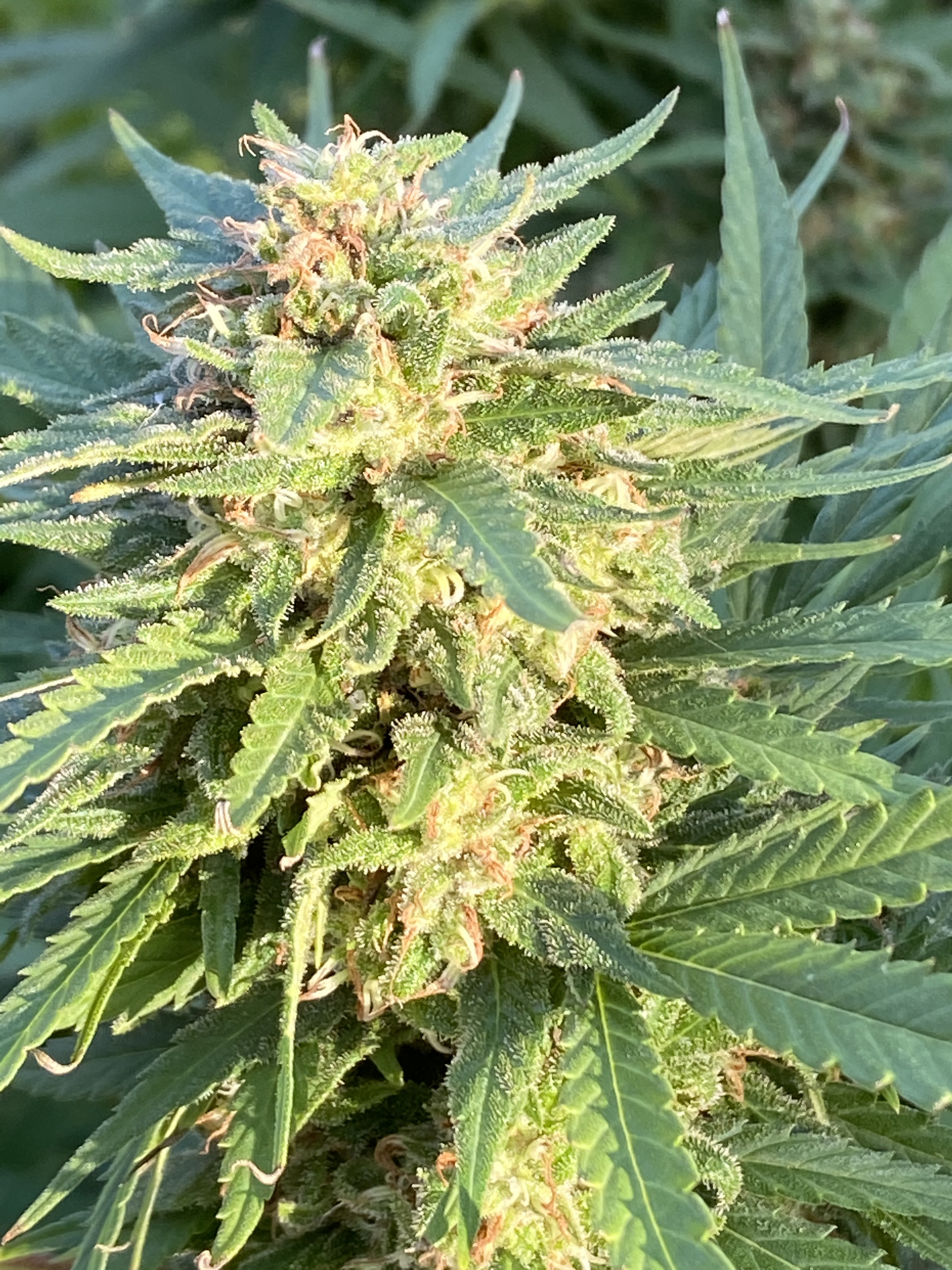 Jewelers loop help - Autoflowers - I Love Growing Marijuana Forum