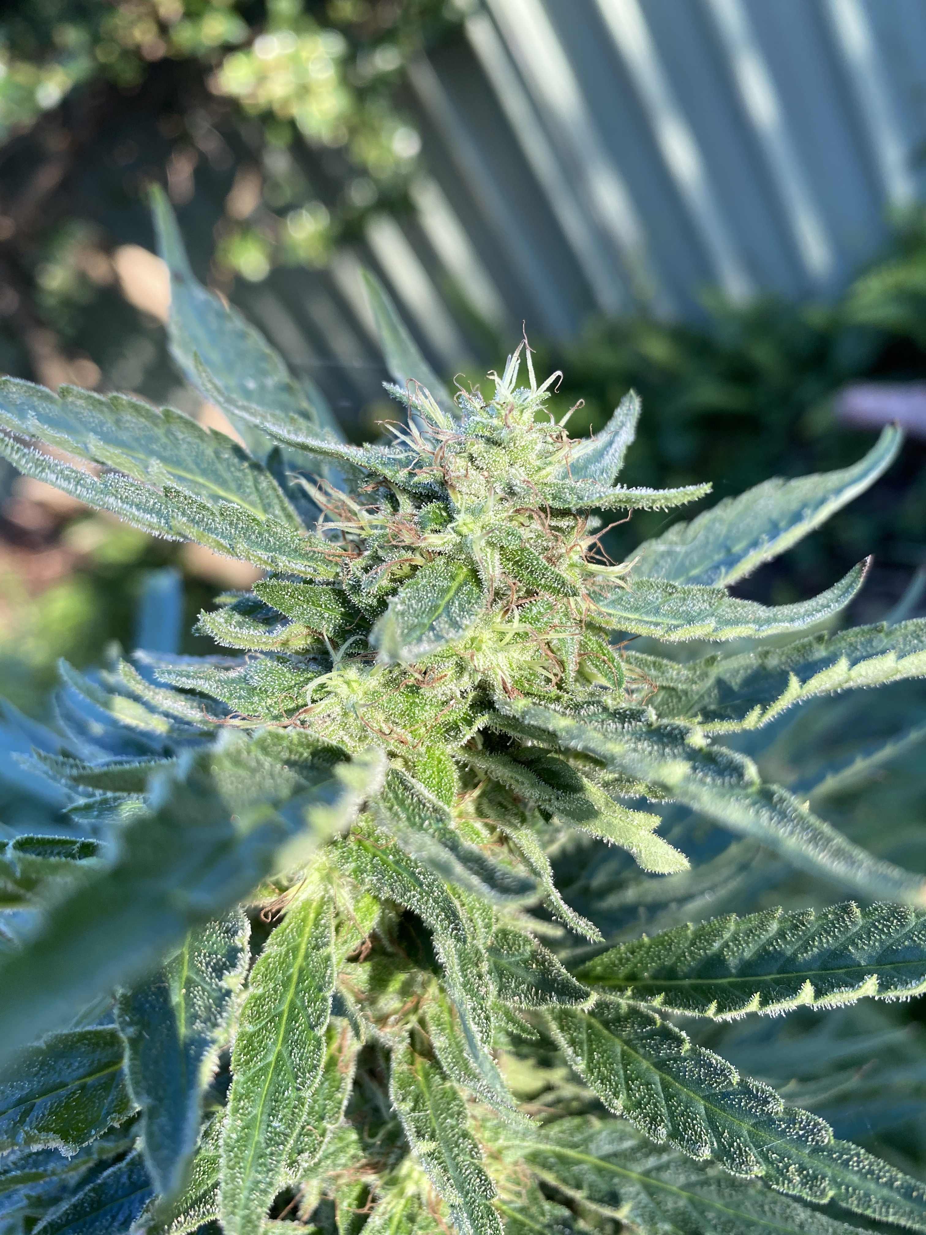 Jewelers loop help - Autoflowers - I Love Growing Marijuana Forum