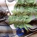 Click image for larger version

Name:	IMG_20170131_164813.jpg
Views:	565
Size:	4.69 MB
ID:	50478