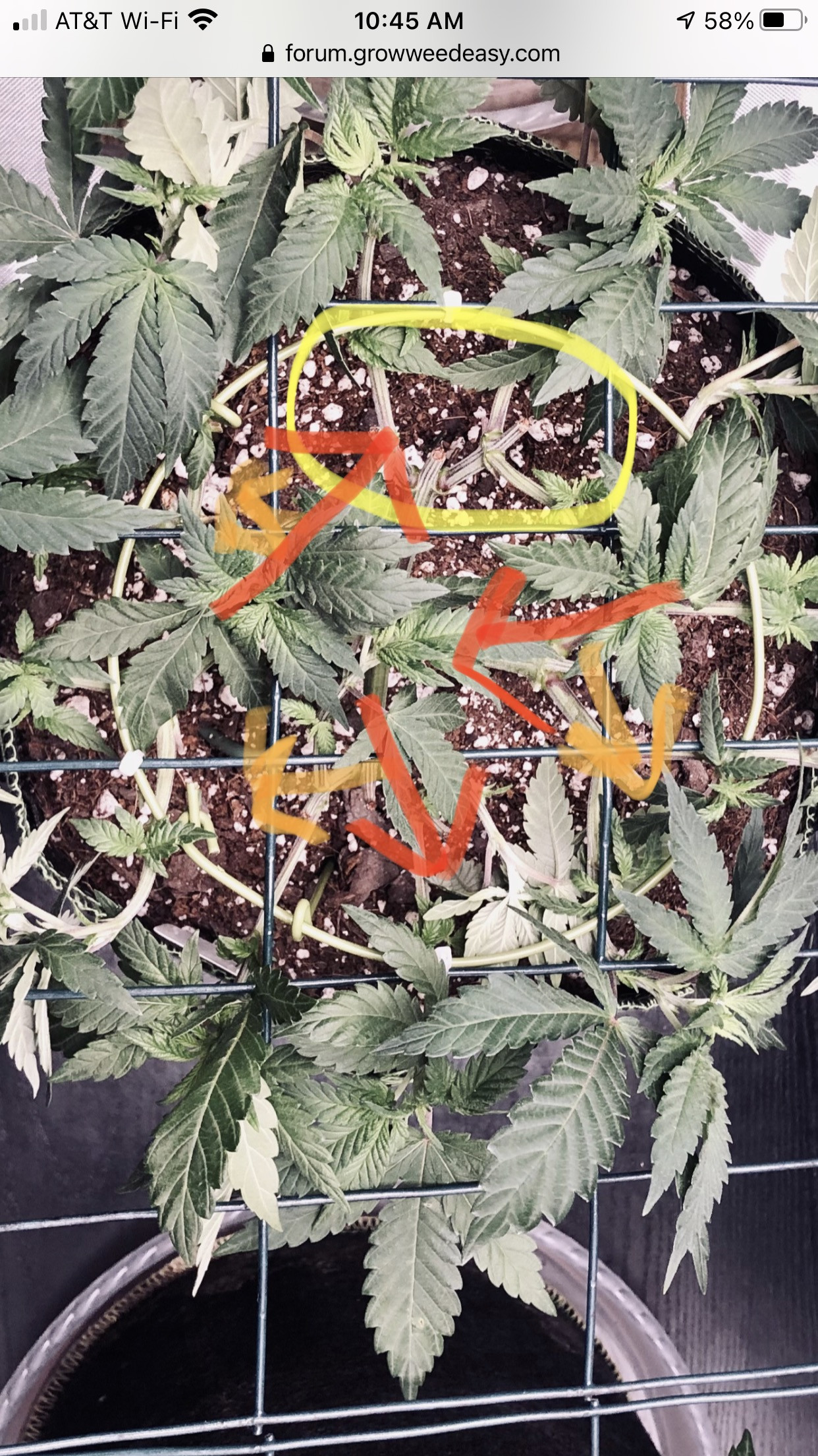 What type of trimming shears? - GrowWeedEasy.com Cannabis Growing Forum