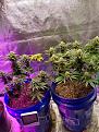 Click image for larger version

Name:	strain3.jpg
Views:	214
Size:	5.45 MB
ID:	510247