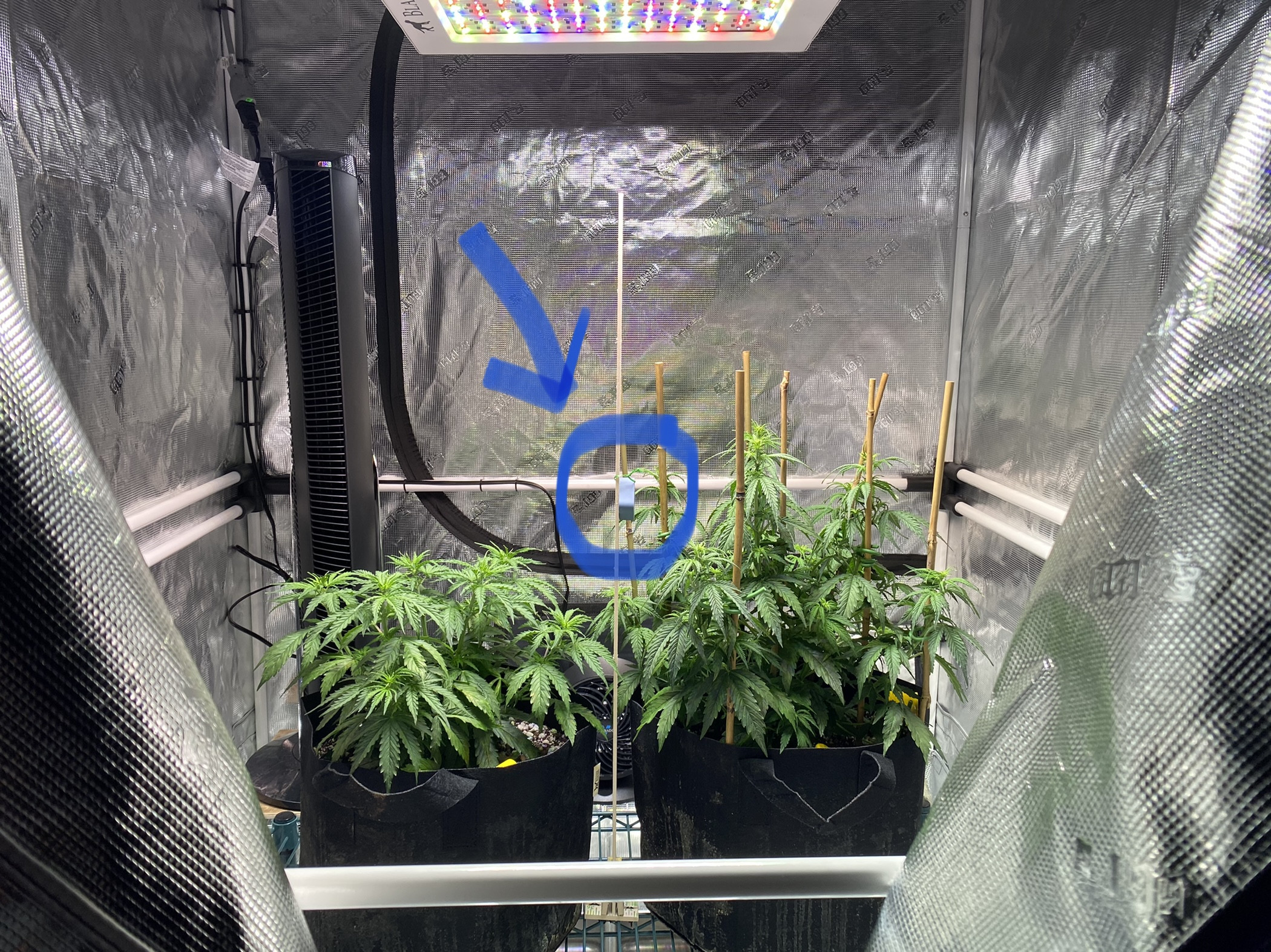 Bedroom temperature for my grow tent? - Pulse Community