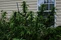 Click image for larger version

Name:	garden00.JPG
Views:	306
Size:	264.1 KB
ID:	511727