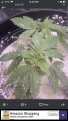 Click image for larger version

Name:	C9FD551B-54CE-48EC-8677-8D0A2D87ADF4.png
Views:	1034
Size:	1.31 MB
ID:	512622
