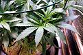 Click image for larger version

Name:	04-17-2021 Blue Dream Flip - 4.jpeg
Views:	244
Size:	450.3 KB
ID:	515141