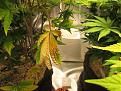 Click image for larger version

Name:	IMG_0369.JPG
Views:	156
Size:	967.0 KB
ID:	517371