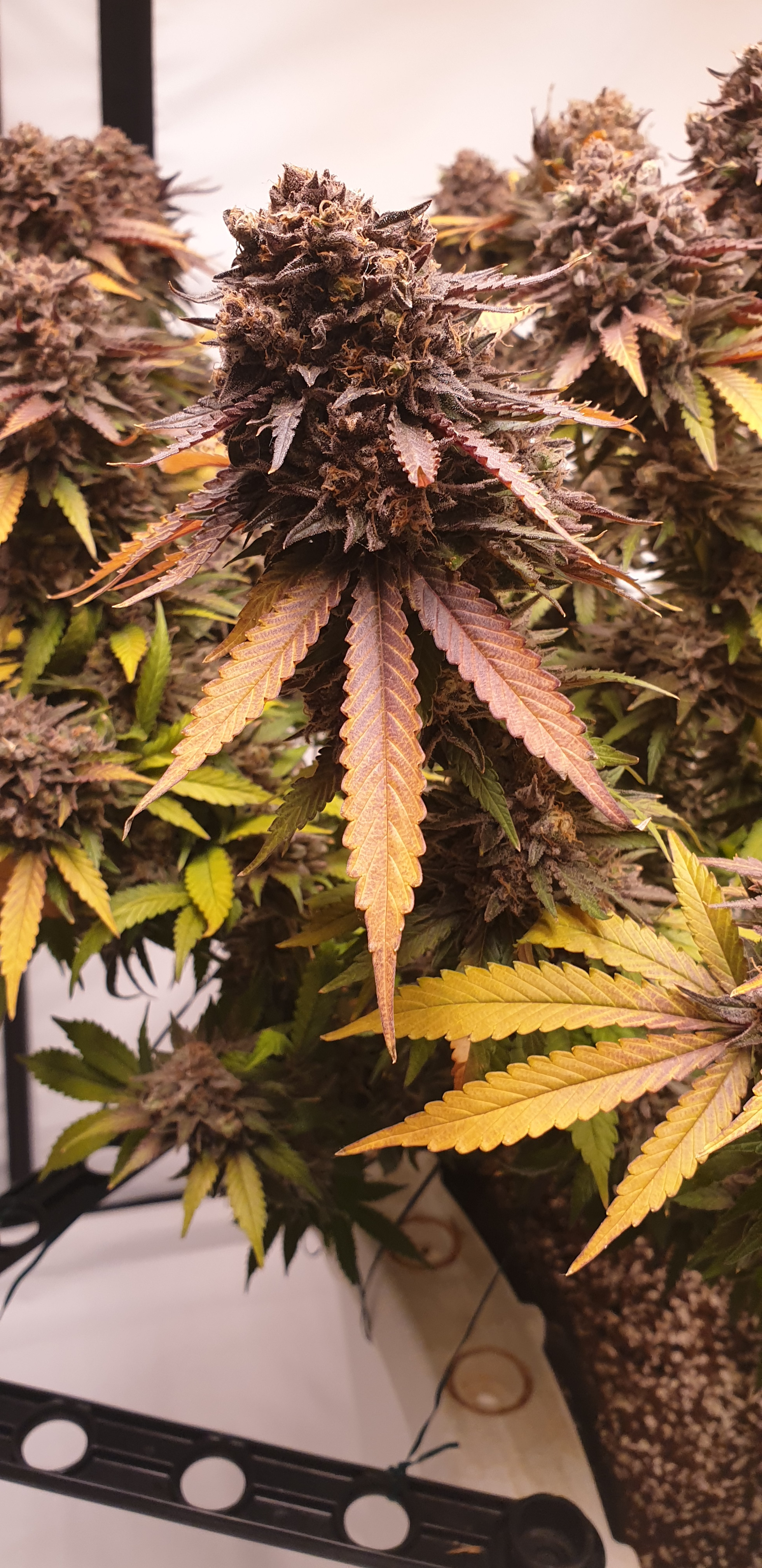 What type of trimming shears? - GrowWeedEasy.com Cannabis Growing Forum