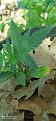 Click image for larger version

Name:	IMG_20210529_112916.jpg
Views:	176
Size:	1.77 MB
ID:	517576