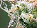 Click image for larger version

Name:	12.jpg
Views:	218
Size:	997.4 KB
ID:	517976