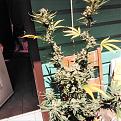 Click image for larger version

Name:	20210609_130228.jpg
Views:	358
Size:	1.50 MB
ID:	519574