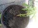 Click image for larger version

Name:	IMG_20210615_103312.jpg
Views:	267
Size:	2.14 MB
ID:	520406
