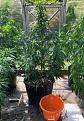 Click image for larger version

Name:	Christmas tree.JPG
Views:	377
Size:	177.8 KB
ID:	521809