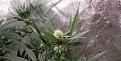 Click image for larger version

Name:	IMG_20210703_194237.jpg
Views:	366
Size:	2.74 MB
ID:	523519