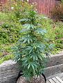 Click image for larger version

Name:	Plant.jpg
Views:	349
Size:	203.5 KB
ID:	527377