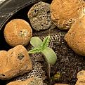 cmog_seedling.jpg