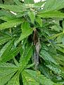 Click image for larger version

Name:	Widow1 - More slimy leaves.jpg
Views:	270
Size:	1.88 MB
ID:	529460