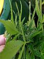Click image for larger version

Name:	Widow1 lower buds look better.jpg
Views:	281
Size:	1.62 MB
ID:	529461