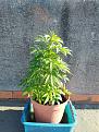 Click image for larger version

Name:	IMG_20210816_092534.jpg
Views:	202
Size:	5.50 MB
ID:	531168