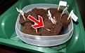example-cannabis-seedling-roots-upide-down-sm.jpg