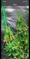 Click image for larger version

Name:	Screenshot_20211102-214944.png
Views:	392
Size:	2.89 MB
ID:	545529
