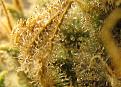 Click image for larger version

Name:	IMG_1959-trichome-sample.jpg
Views:	311
Size:	247.4 KB
ID:	548762