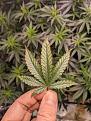 Click image for larger version

Name:	weeeed1.jpg
Views:	593
Size:	294.5 KB
ID:	549009