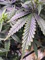 Click image for larger version

Name:	weeeed2.jpg
Views:	582
Size:	283.8 KB
ID:	549011
