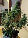 Click image for larger version

Name:	Cookie Kush # 1 auto Dec 18 2021.jpg
Views:	314
Size:	2.81 MB
ID:	550362