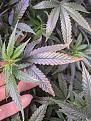 Click image for larger version

Name:	leaf3.jpg
Views:	481
Size:	334.7 KB
ID:	551634