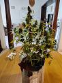 Click image for larger version

Name:	Cookie Kush # 1 auto Jan 6 2022.jpeg
Views:	269
Size:	265.8 KB
ID:	552504