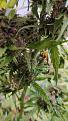 Click image for larger version

Name:	New buds of colas from Auto.jpeg
Views:	295
Size:	201.0 KB
ID:	552505