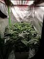 Click image for larger version

Name:	indoor-grow.jpg
Views:	230
Size:	1.16 MB
ID:	552599