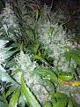 Click image for larger version

Name:	IMG_20220125_121710.jpg
Views:	203
Size:	4.70 MB
ID:	554728