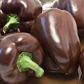 Chocolate-Bell-Pepper-Seeds.jpg?sw=450&amp;sh=450.jpg