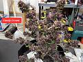 Click image for larger version

Name:	20220213_083344.jpg
Views:	451
Size:	3.00 MB
ID:	556854