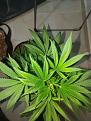 Click image for larger version

Name:	IMG_20220216_212746.jpg
Views:	229
Size:	2.03 MB
ID:	557101