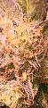 Click image for larger version

Name:	20220225_044030.jpg
Views:	205
Size:	1.59 MB
ID:	557917