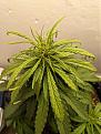 Click image for larger version

Name:	sickweed.jpg
Views:	428
Size:	328.9 KB
ID:	562526