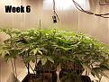 Click image for larger version

Name:	Week 6.jpg
Views:	393
Size:	267.6 KB
ID:	564208