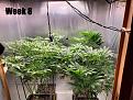 Click image for larger version

Name:	Week 8.jpg
Views:	371
Size:	3.78 MB
ID:	564210