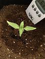 Click image for larger version

Name:	grow1.jpeg
Views:	475
Size:	2.29 MB
ID:	564940