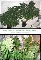 Click image for larger version

Name:	MasteR°Rise F2 (250w HPS).jpg
Views:	772
Size:	309.6 KB
ID:	565616