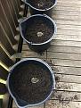 Click image for larger version

Name:	03_topped_up_soil.JPG
Views:	253
Size:	196.2 KB
ID:	566721