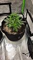 Click image for larger version

Name:	Plant 2- 22 days.jpg
Views:	366
Size:	4.66 MB
ID:	568325