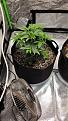 Click image for larger version

Name:	Plant 1 - 26 days.jpg
Views:	353
Size:	4.48 MB
ID:	568326